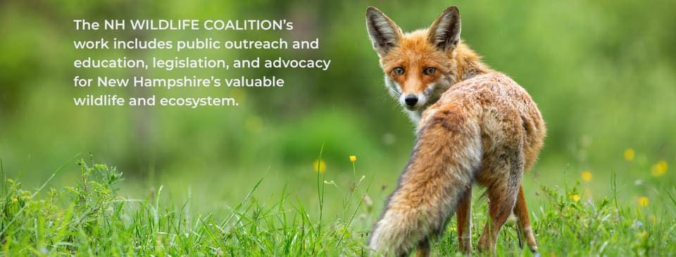 Becoming Wolf: Eastern Coyotes in New Hampshire (ft. Chris Schadler)