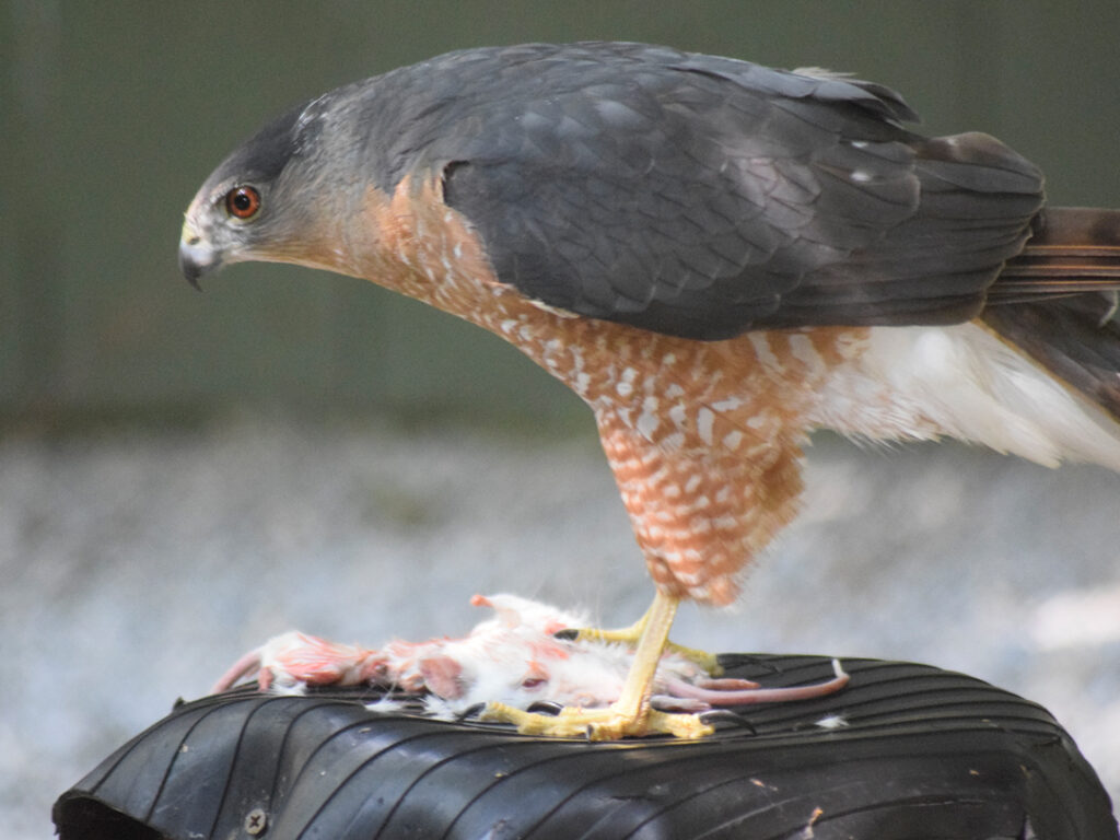 Raptor Feeding Time