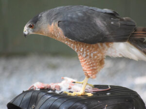 Raptor Feeding Time