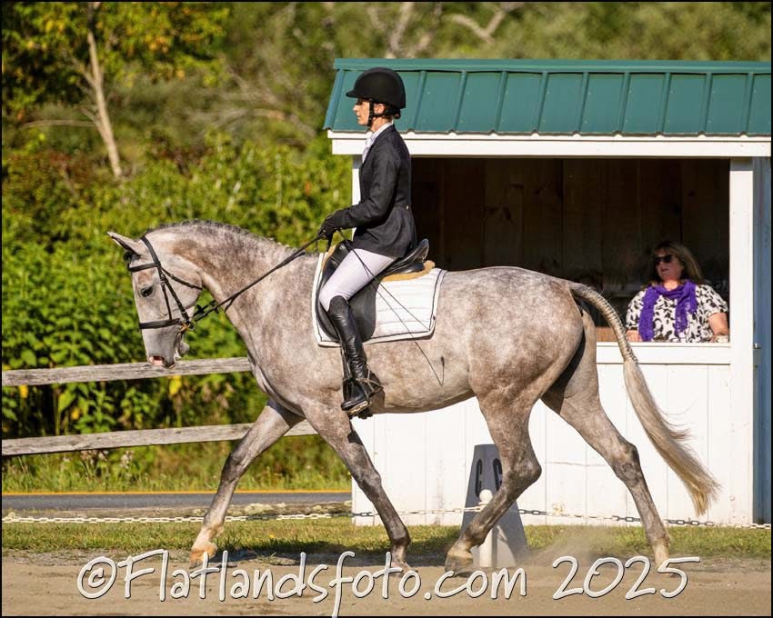 Schooling Dressage Show