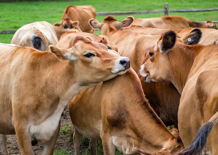 Dairy Celebration