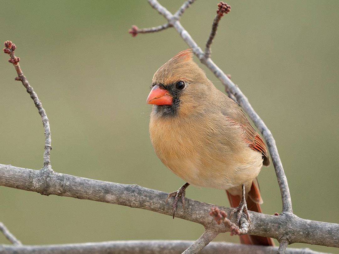 Introduction to Birding – Beginner Bird Walk