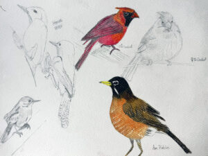 Drawing from Nature: Songbirds