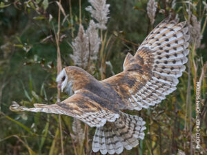 Raptors in Focus: Photography Workshop