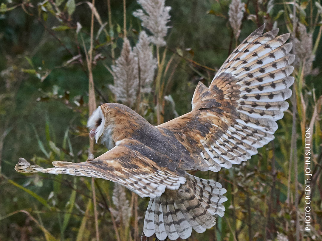 Raptors in Focus: Photography Workshop