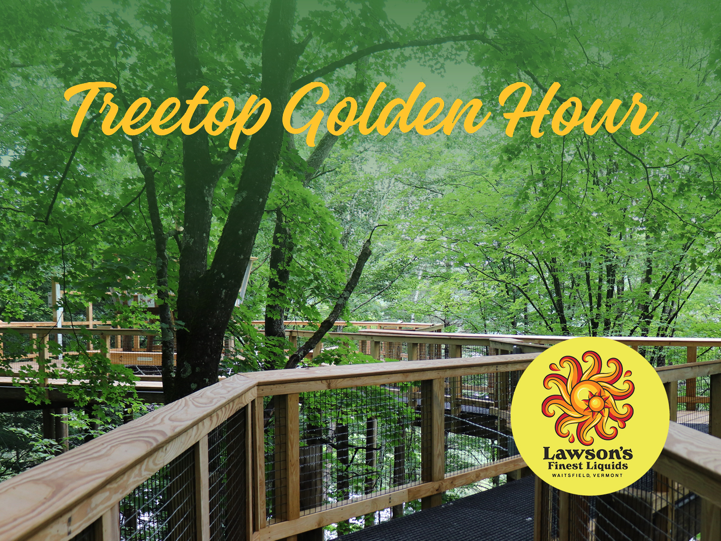 Treetop Golden Hour