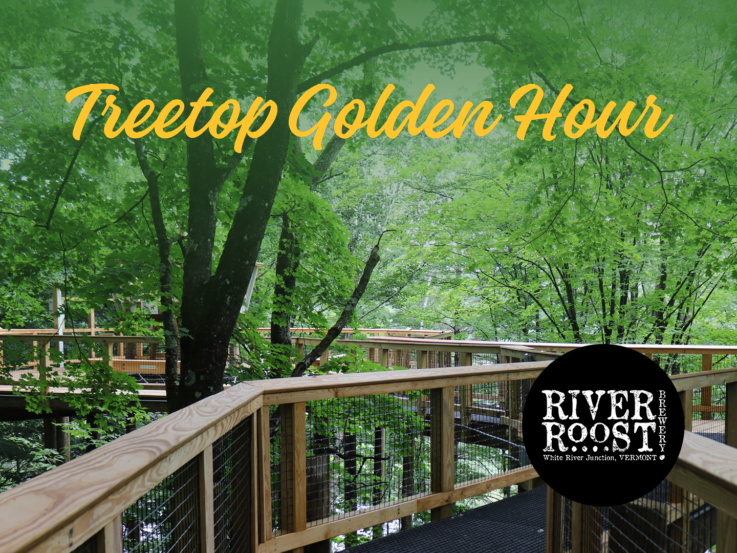 Treetop Golden Hour