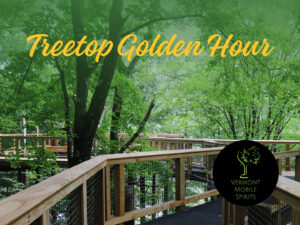 Treetop Golden Hour