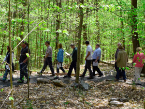 Woodland Wildlife Walk