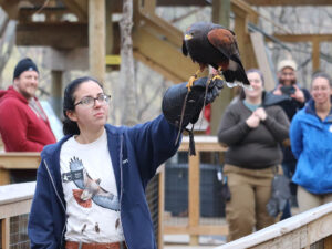 Hawk on the Walk