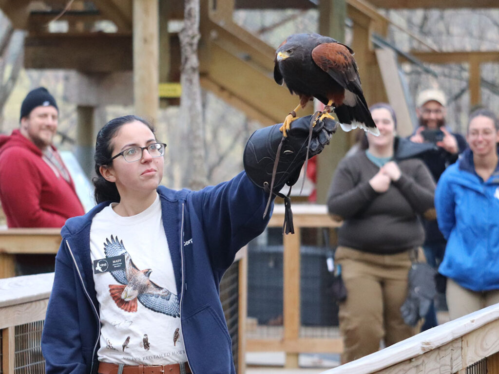 Hawk on the Walk