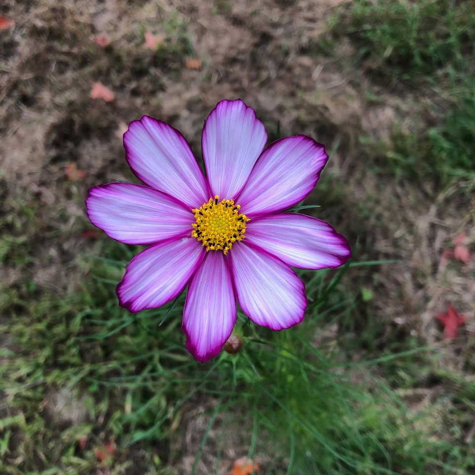 Dancing Bear Farm Plant Swap – 2026