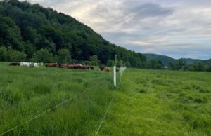 Summer Farm Tour: Flying Dog Farm