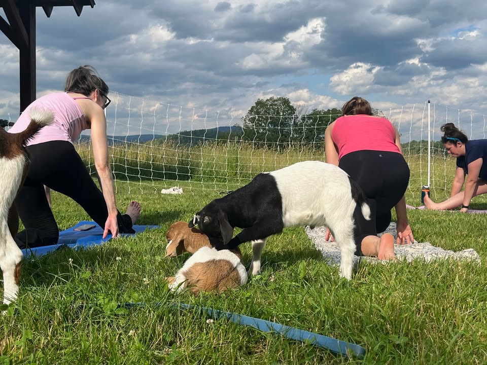 Yoga with the Goats