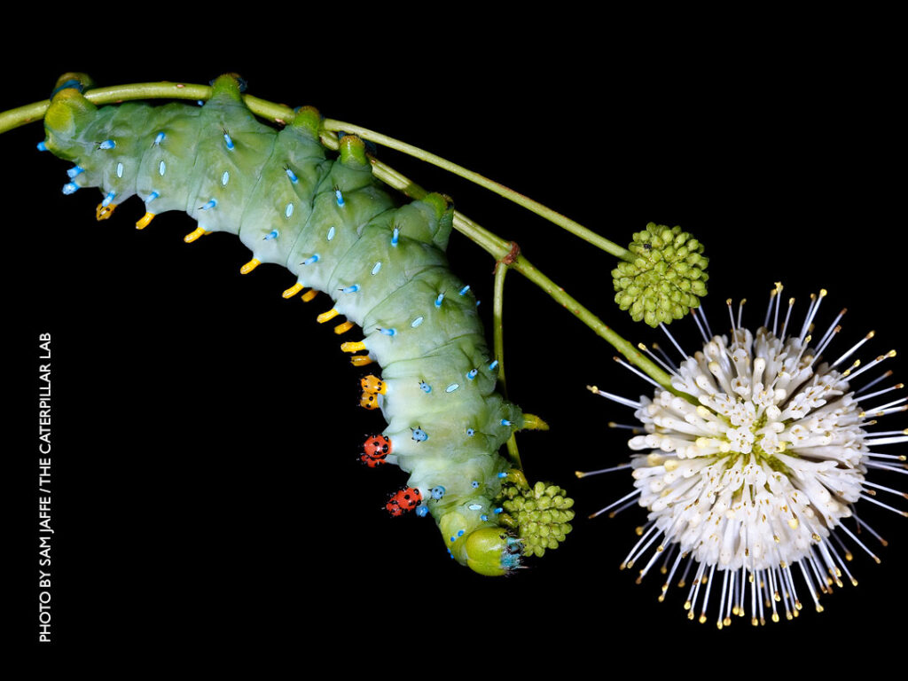 Incredible Insect Festival