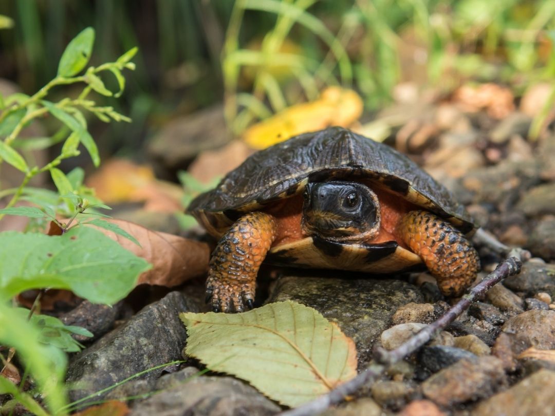 Remarkable Reptile Day