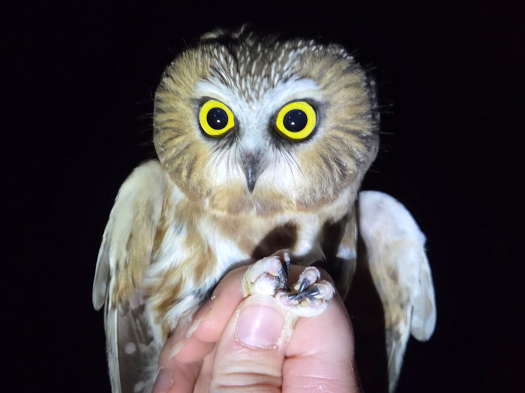 Saw-whet Owl Banding Demonstration